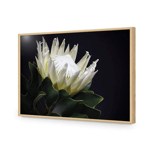 Protea in Darkness (Landscape) | Classic Acrylic | Flat Frame No Border | Oak