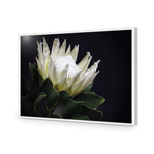 Protea in Darkness (Landscape) | Classic Acrylic | Flat Frame No Border | White
