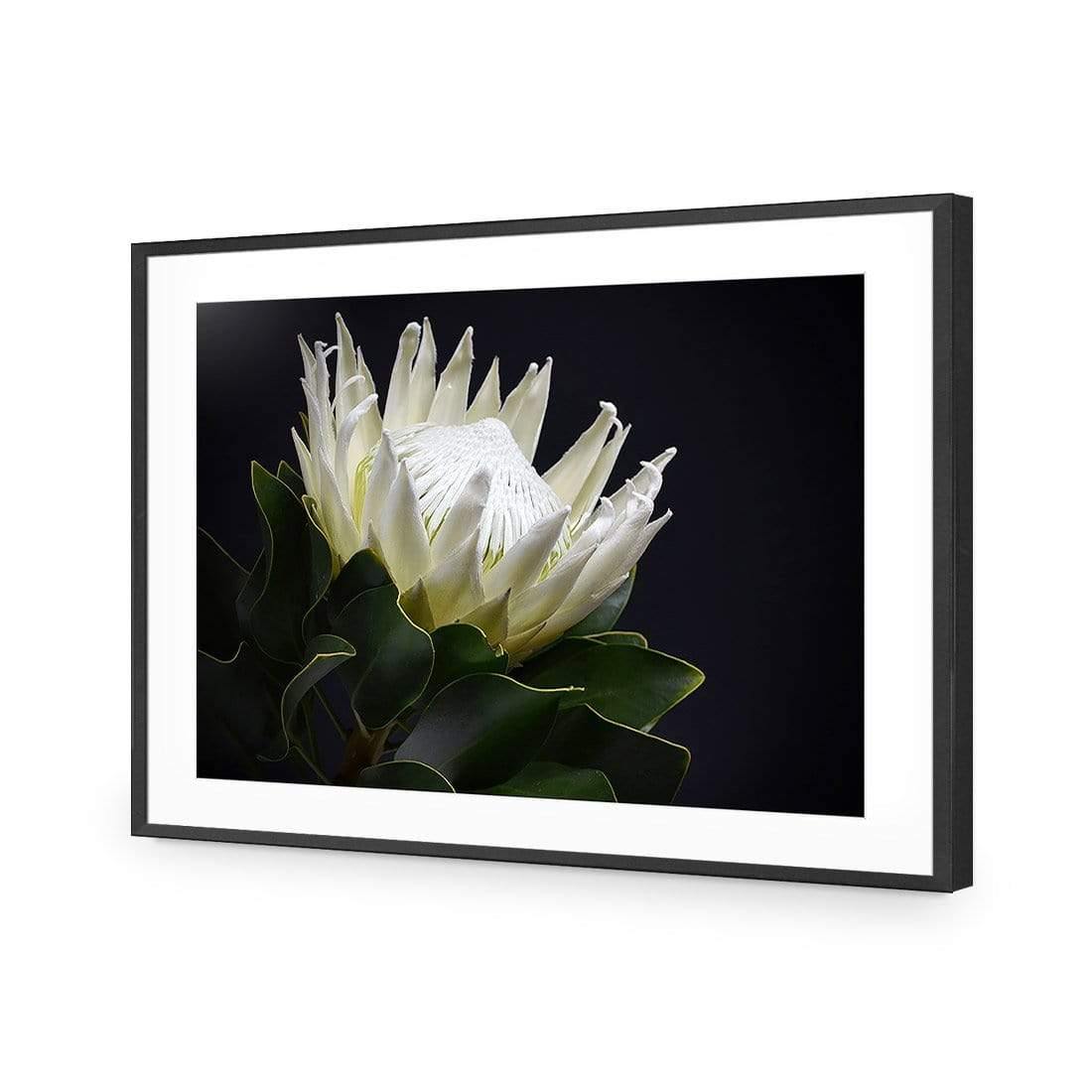 Protea in Darkness (Landscape) | Classic Acrylic | Flat Frame With Border | Black