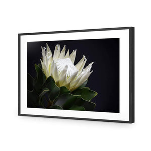 Protea in Darkness (Landscape) | Classic Acrylic | Flat Frame With Border | Black
