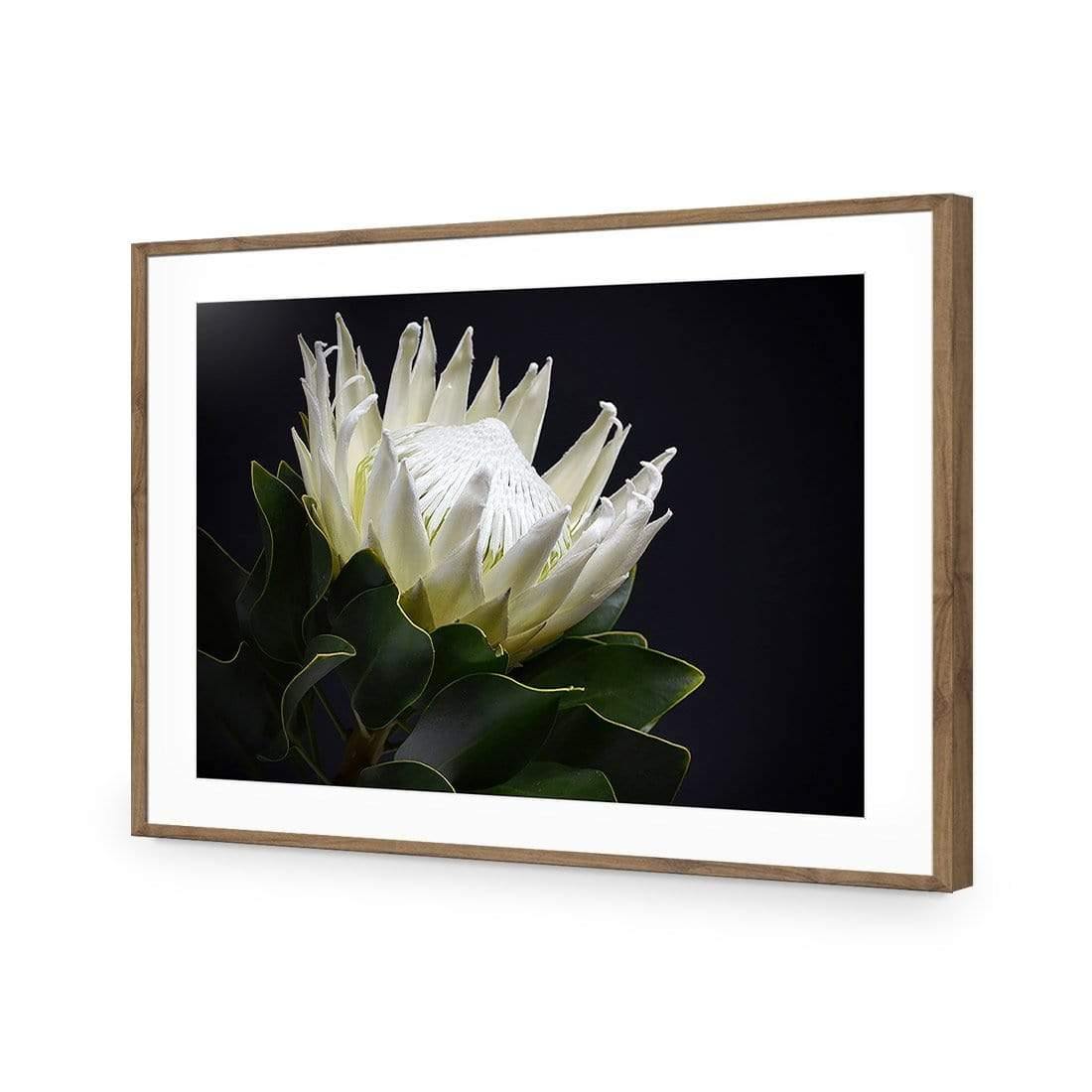 Protea in Darkness (Landscape) | Classic Acrylic | Flat Frame With Border | Natural