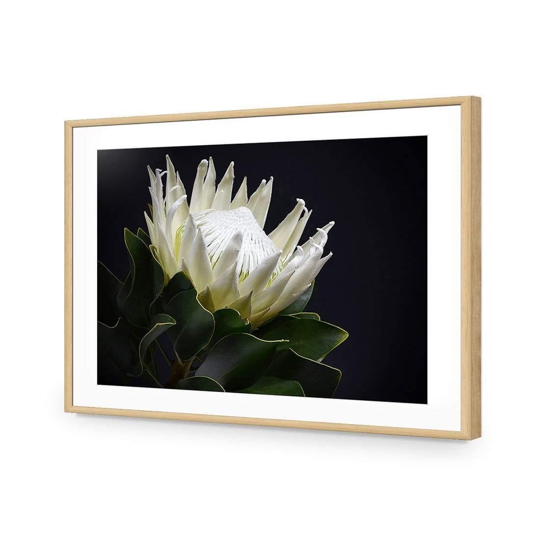 Protea in Darkness (Landscape) | Classic Acrylic | Flat Frame With Border | Oak