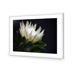 Protea in Darkness (Landscape) | Classic Acrylic | Flat Frame With Border | White