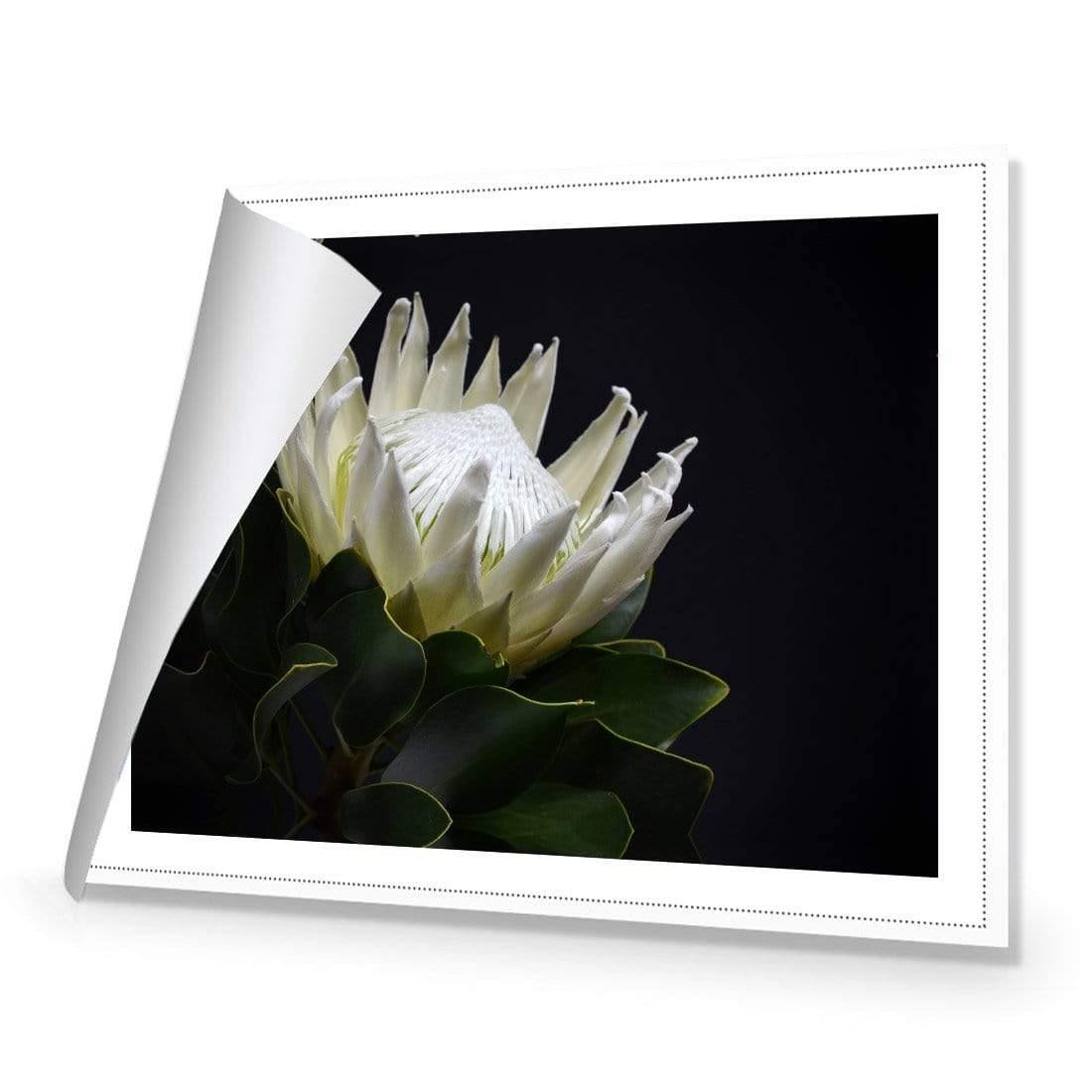 Protea in Darkness (Landscape) | Classic Canvas | No Frame | Rolled Canvas
