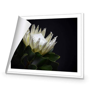 Protea in Darkness (Landscape) | Classic Canvas | No Frame | Rolled Canvas