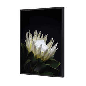 Protea in Darkness (Portrait) | Classic Canvas | Floating Frame | Black
