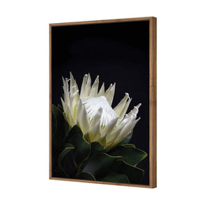 Protea in Darkness (Portrait) | Classic Canvas | Floating Frame | Natural