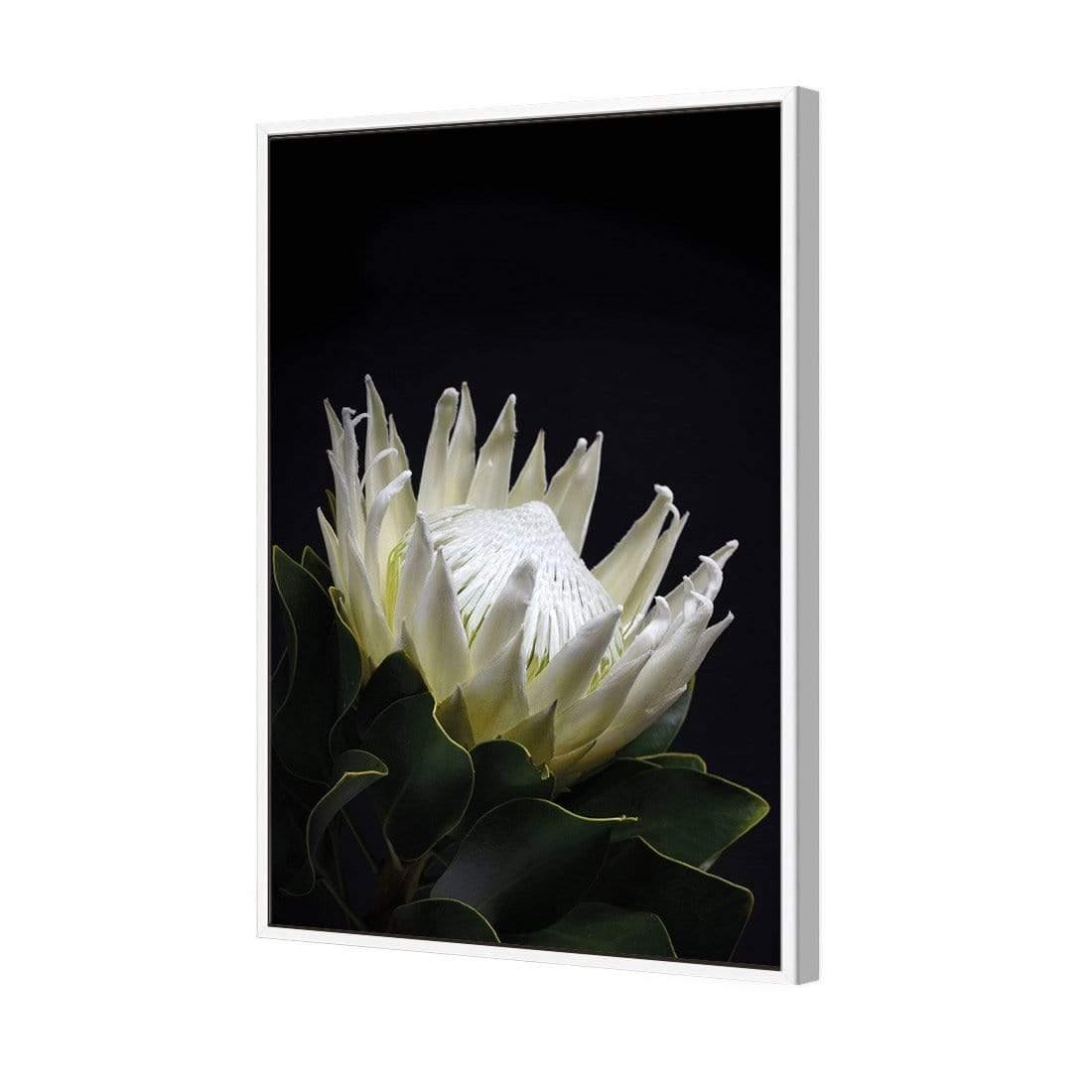 Protea in Darkness (Portrait) | Classic Canvas | Floating Frame | White