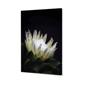 Protea in Darkness (Portrait) | Classic Canvas | No Frame | Stretched Canvas