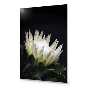 Protea in Darkness (Portrait) | Classic Acrylic | No Frame No Border