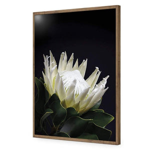 Protea in Darkness (Portrait) | Classic Acrylic | Flat Frame No Border | Natural