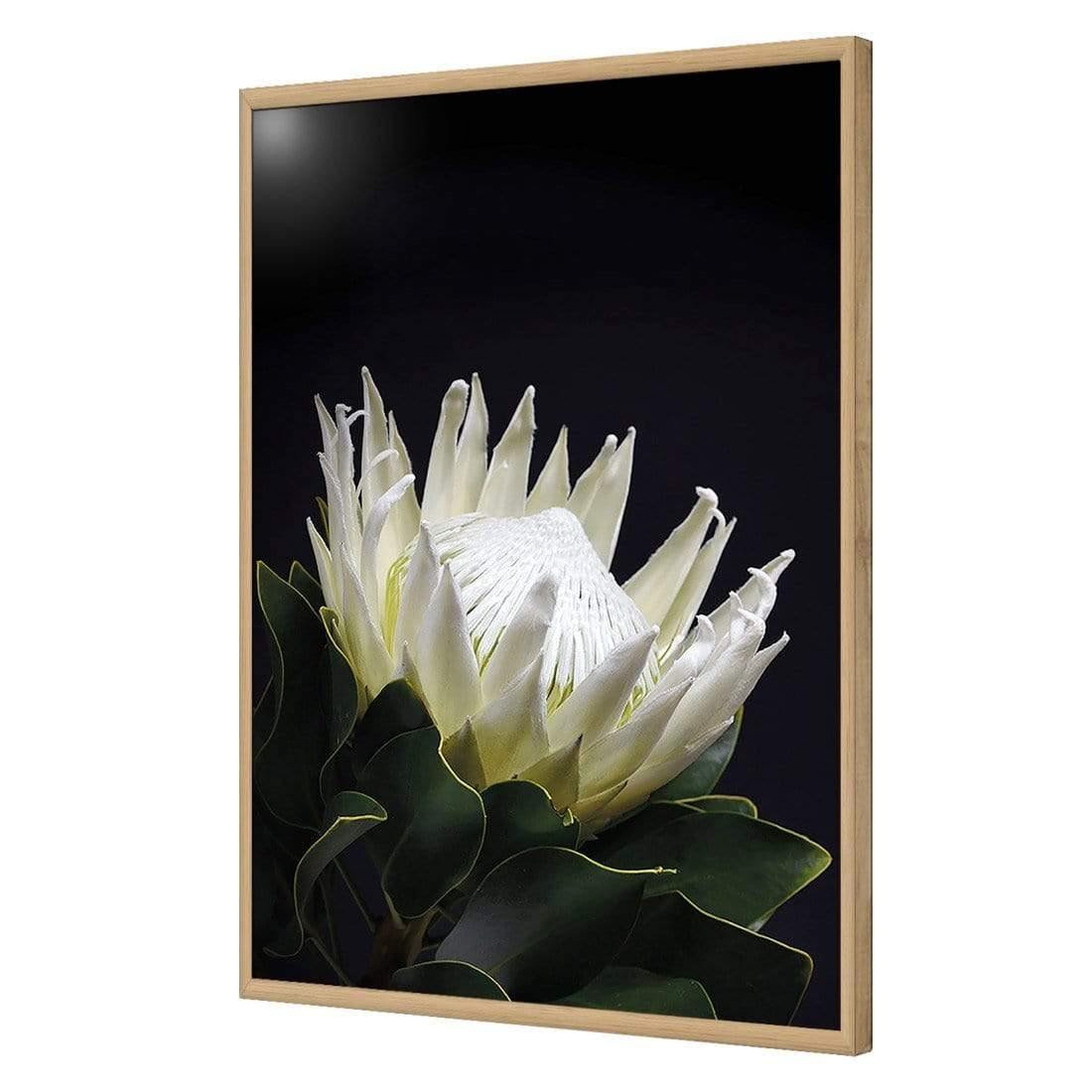 Protea in Darkness (Portrait) | Classic Acrylic | Flat Frame No Border | Oak