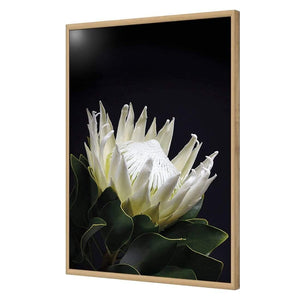 Protea in Darkness (Portrait) | Classic Acrylic | Flat Frame No Border | Oak