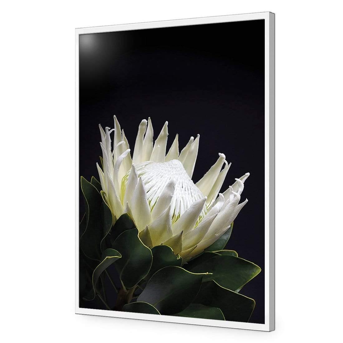 Protea in Darkness (Portrait) | Classic Acrylic | Flat Frame No Border | White