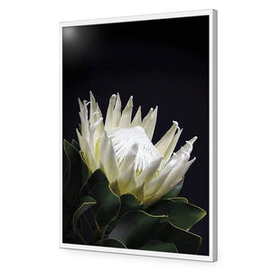 Protea in Darkness (Portrait) | Classic Acrylic | Flat Frame No Border | White