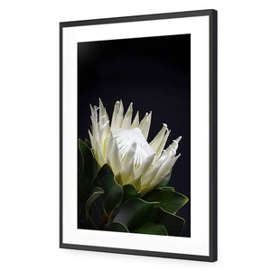 Protea in Darkness (Portrait) | Classic Acrylic | Flat Frame With Border | Black