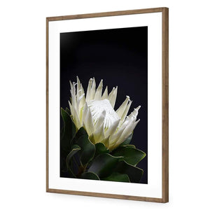 Protea in Darkness (Portrait) | Classic Acrylic | Flat Frame With Border | Natural
