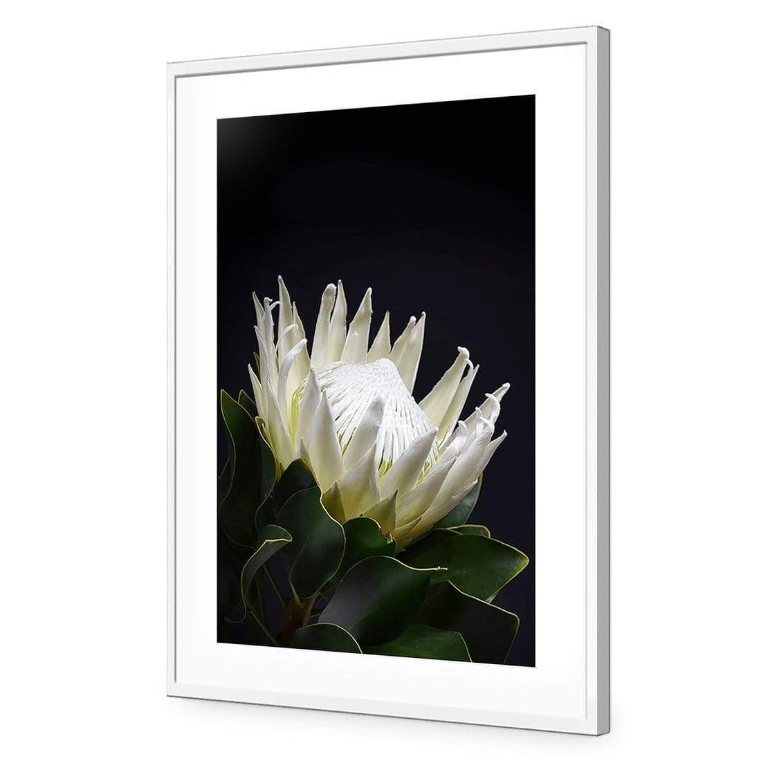 Protea in Darkness (Portrait) | Classic Acrylic | Flat Frame With Border | White