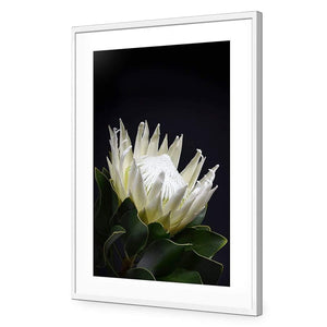 Protea in Darkness (Portrait) | Classic Acrylic | Flat Frame With Border | White