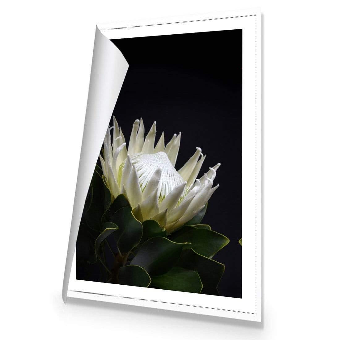Protea in Darkness (Portrait) | Classic Canvas | No Frame | Rolled Canvas