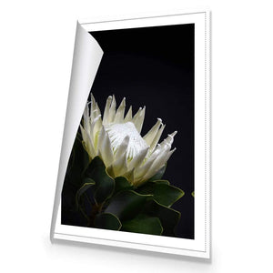 Protea in Darkness (Portrait) | Classic Canvas | No Frame | Rolled Canvas