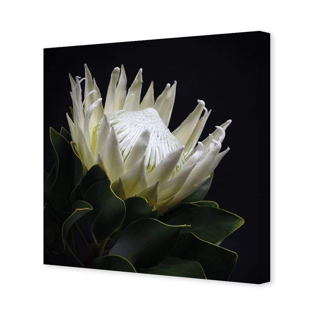 Protea in Darkness (Square)