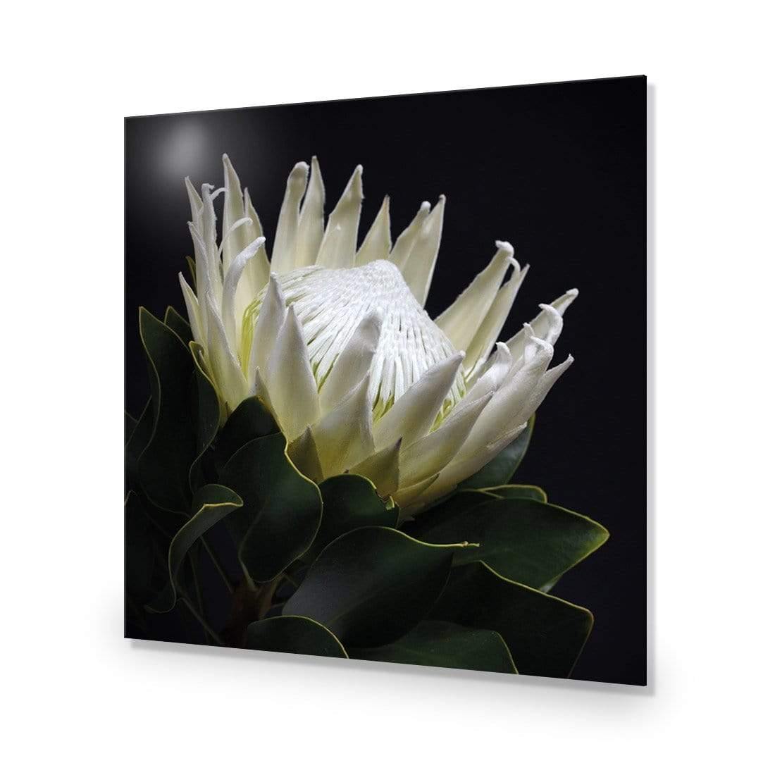 Protea in Darkness (Square)