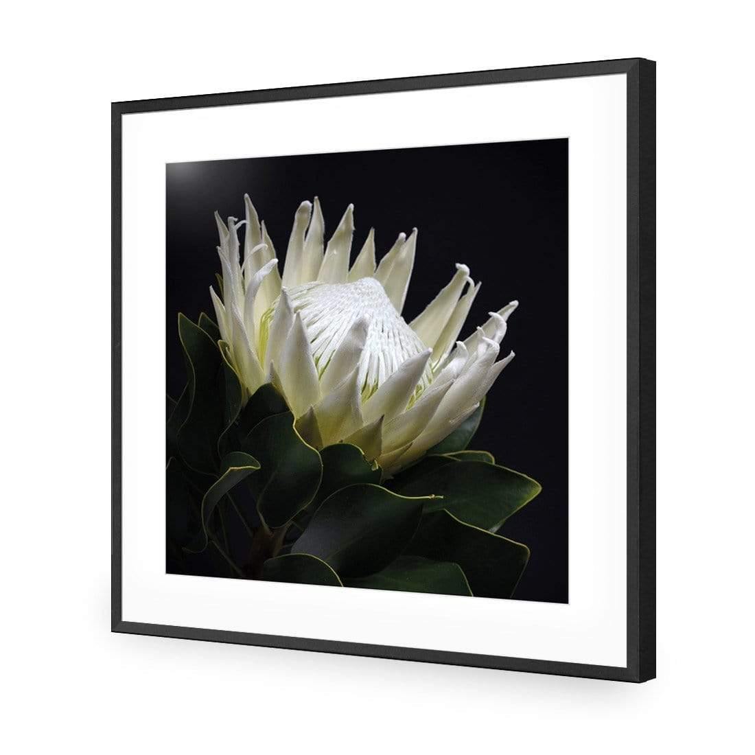 Protea in Darkness (Square)