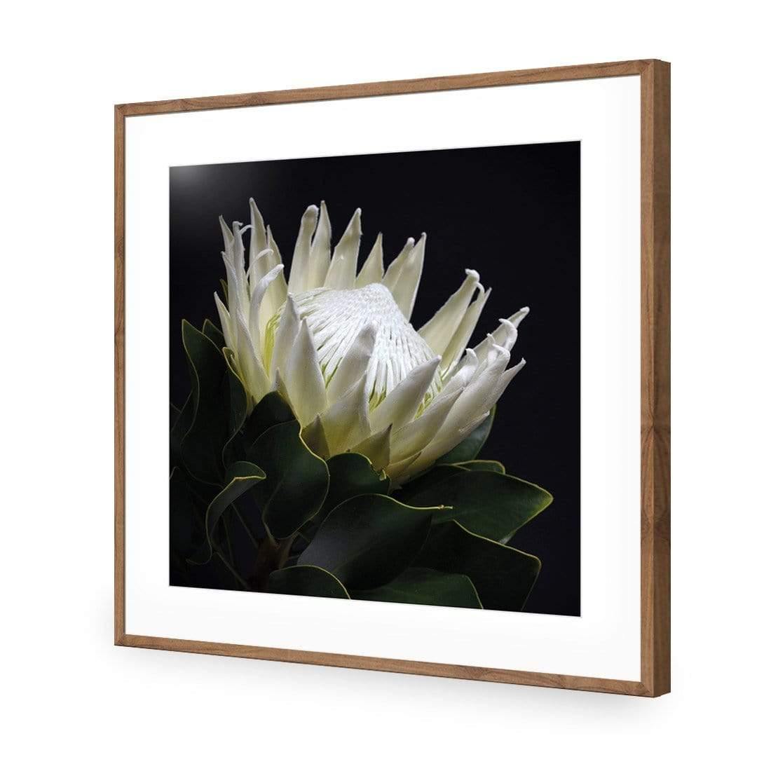 Protea in Darkness (Square)