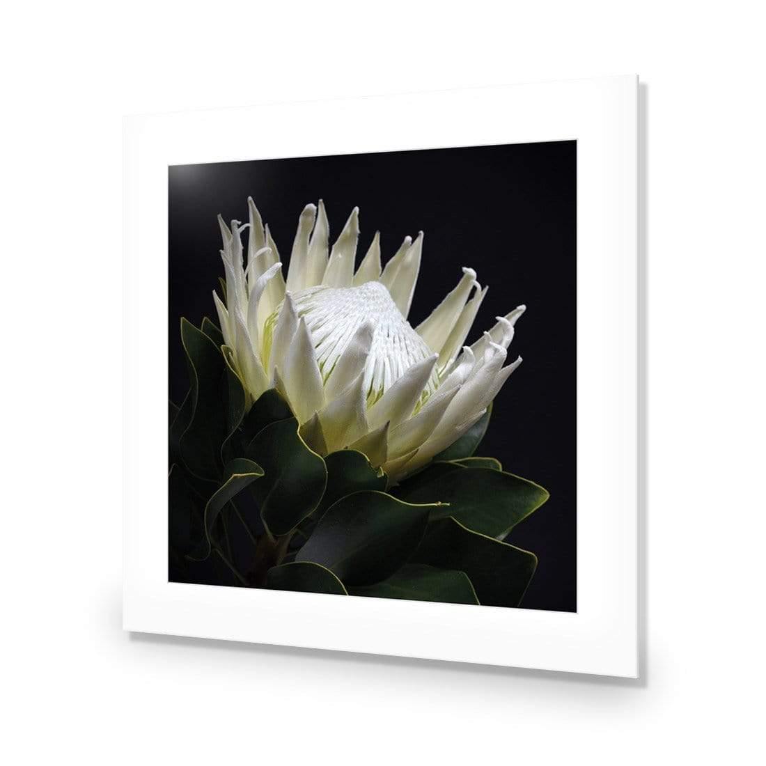 Protea in Darkness (Square)