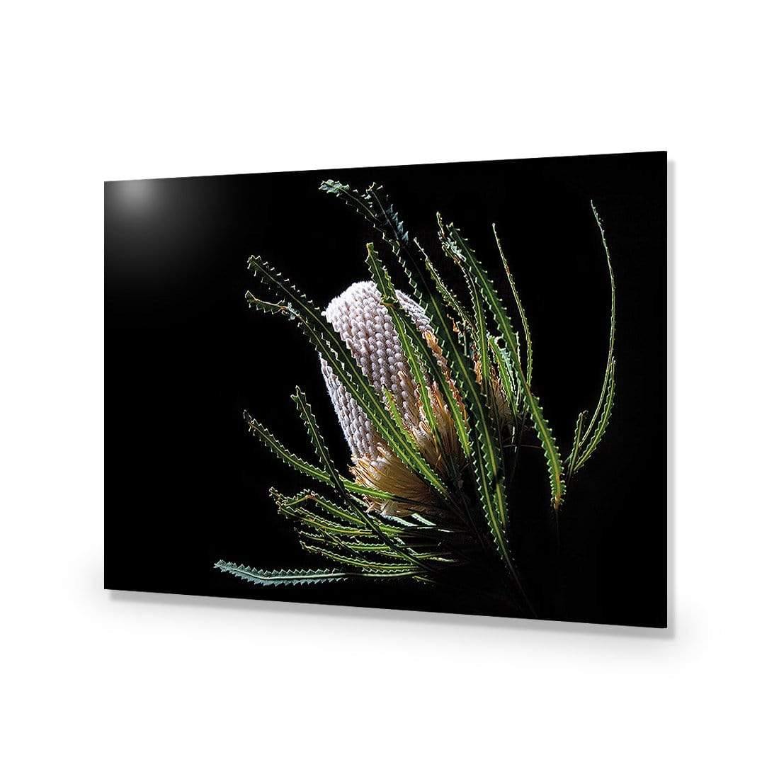 Banksia in Darkness (Landscape)