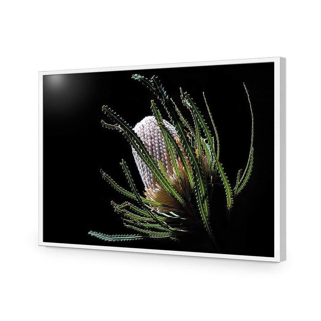 Banksia in Darkness (Landscape)