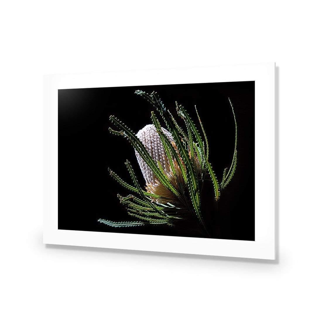 Banksia in Darkness (Landscape)