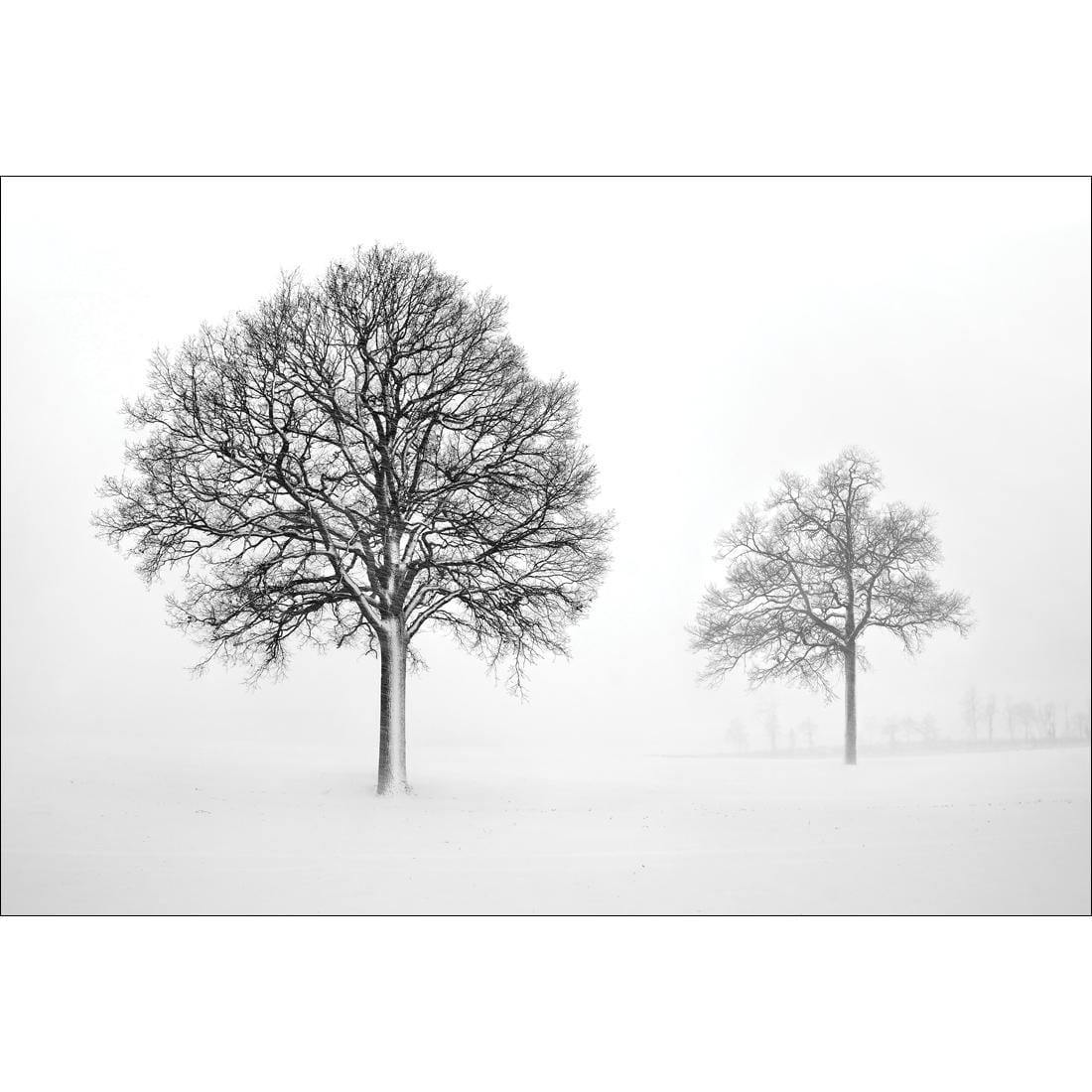 Trees in Winter Snow By Ben Heine