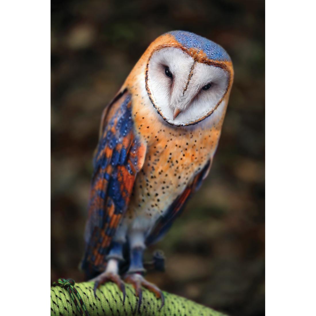 Barn Owl By Ben Heine