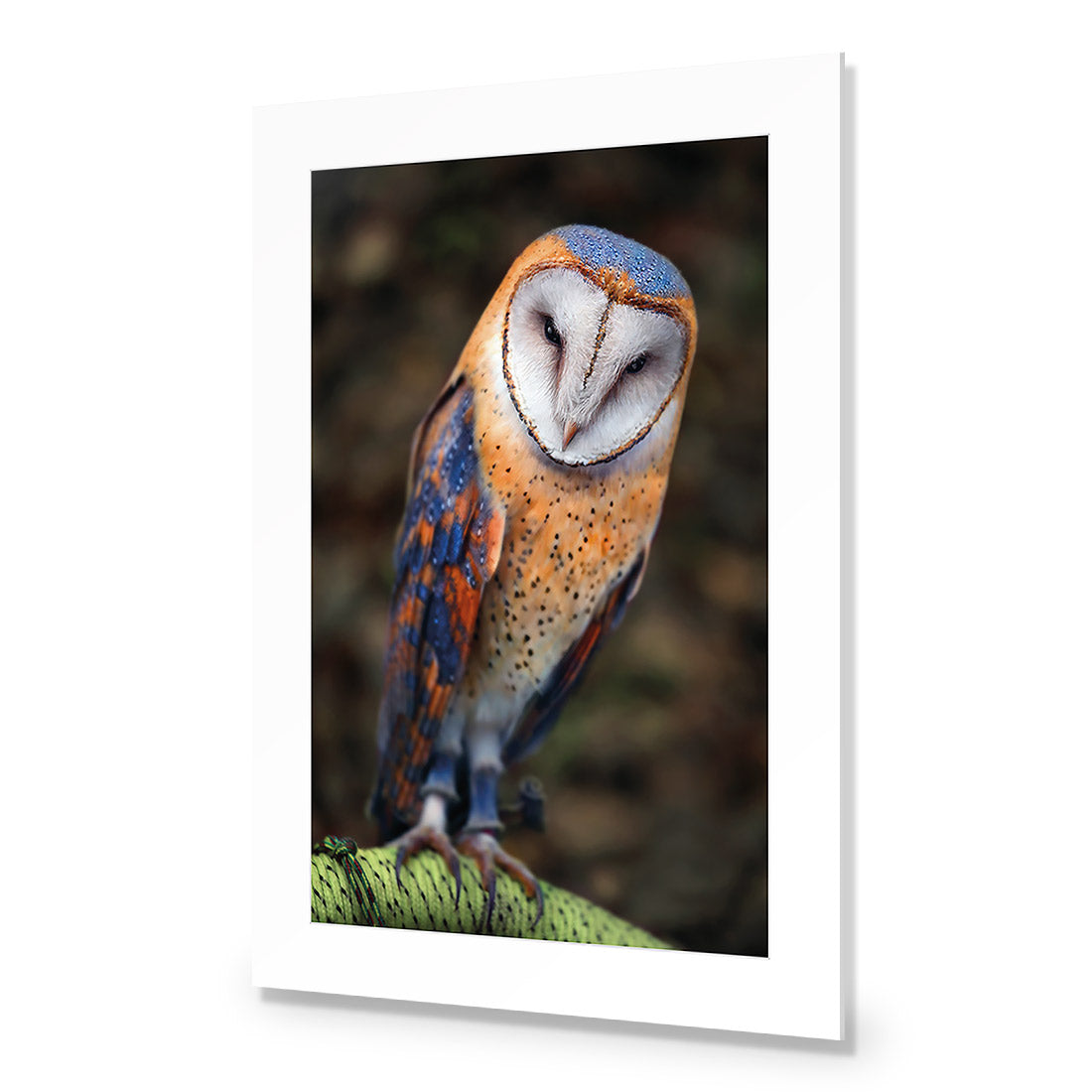 Barn Owl By Ben Heine