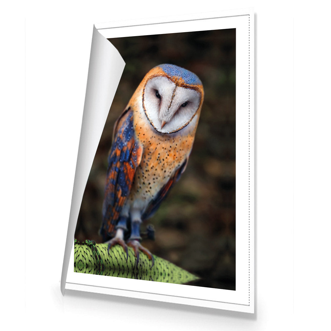 Barn Owl By Ben Heine