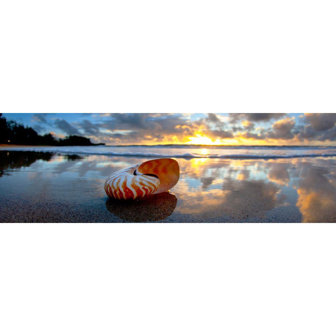 Tiger Nautilus Sunrise Panoramic