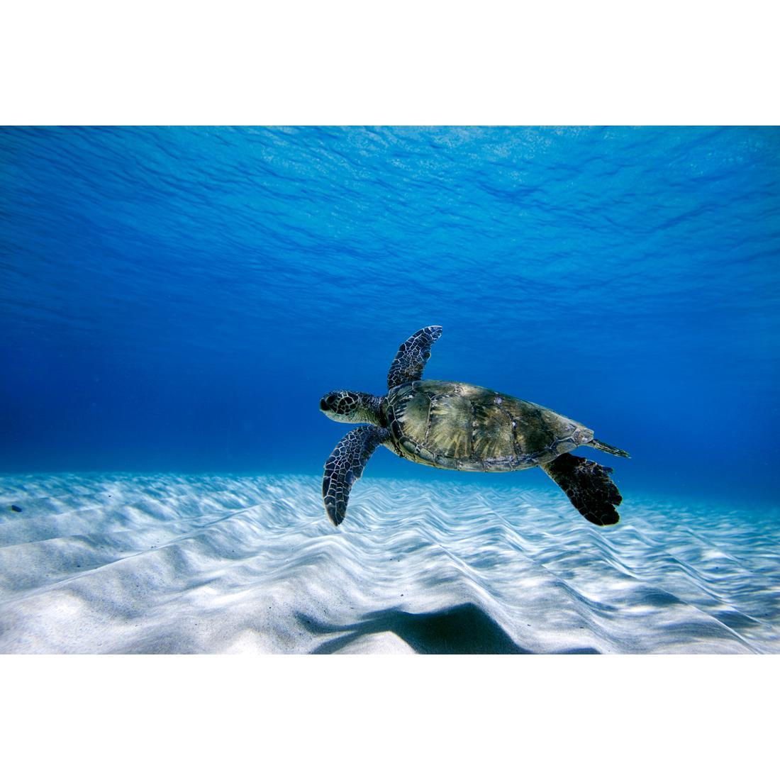 Turtle Freedom