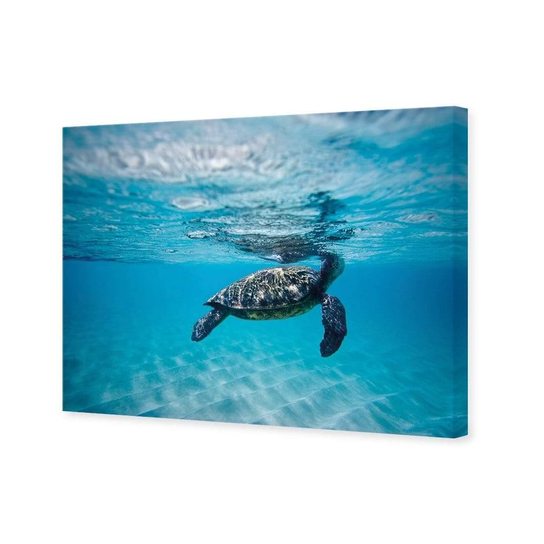 Waimea Turtle