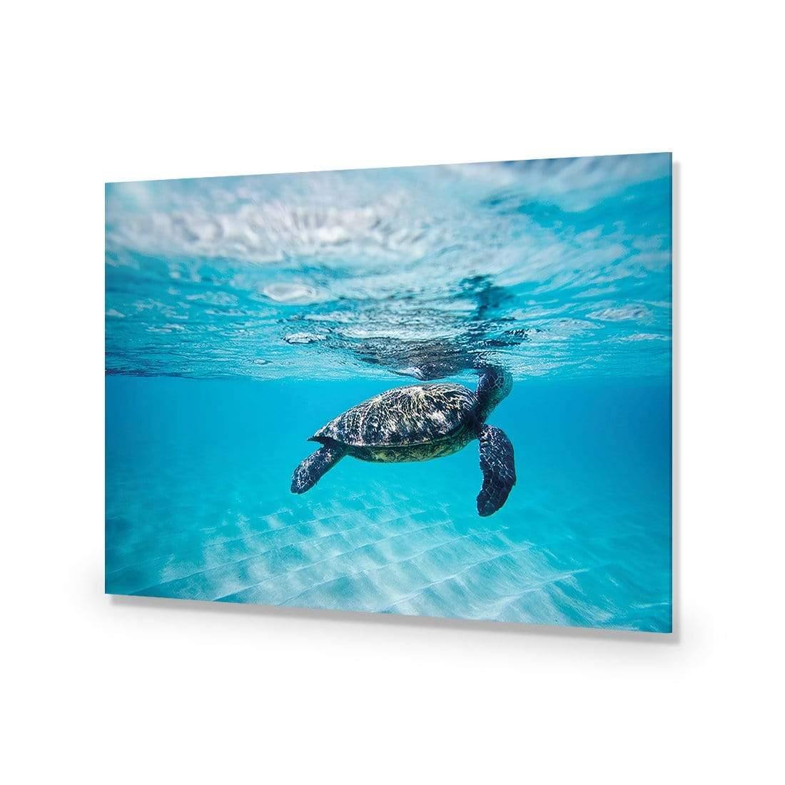 Waimea Turtle