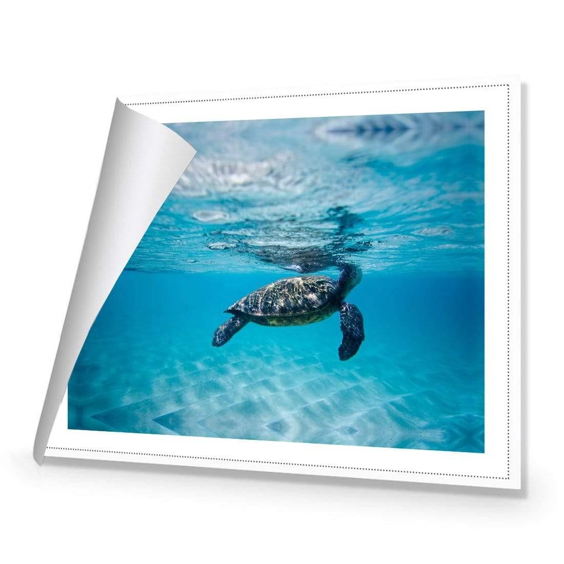 Waimea Turtle