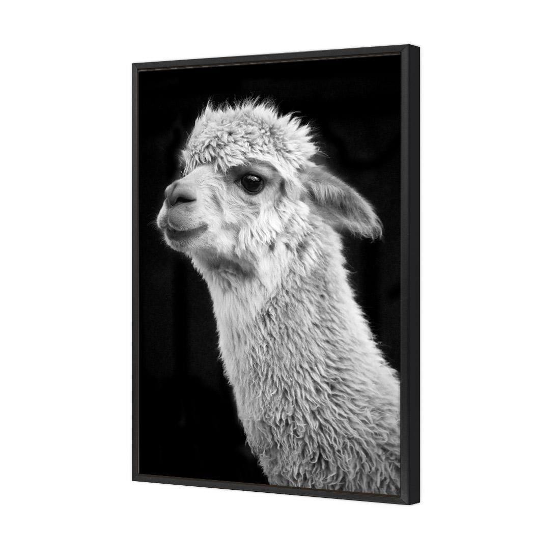 Adorable Alpaca On Black, By Nadya Neklioudova