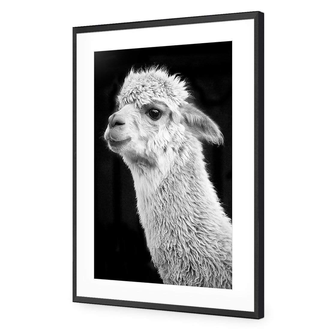 Adorable Alpaca On Black, By Nadya Neklioudova