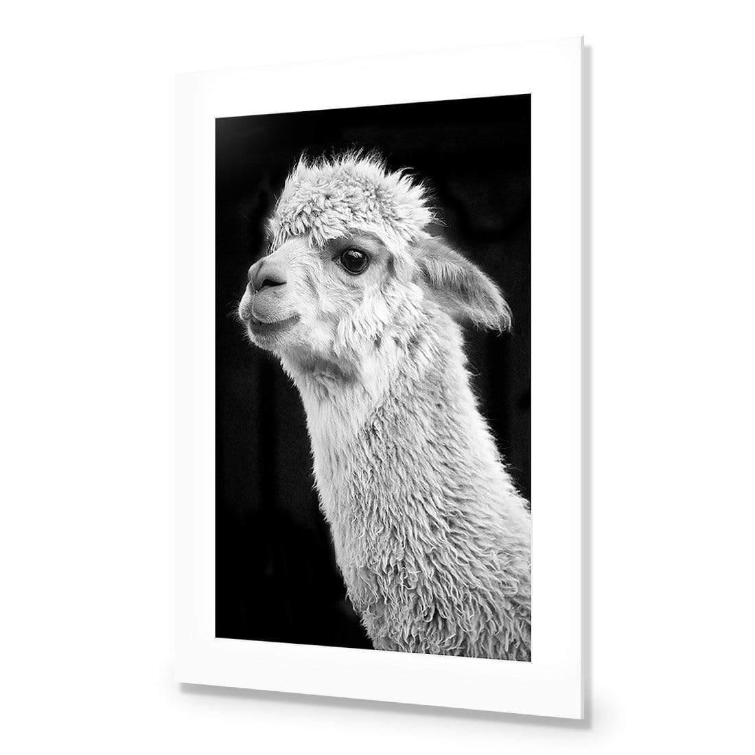 Adorable Alpaca On Black, By Nadya Neklioudova