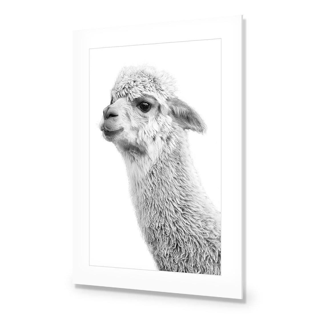 Adorable Alpaca On White, By Nadya Neklioudova