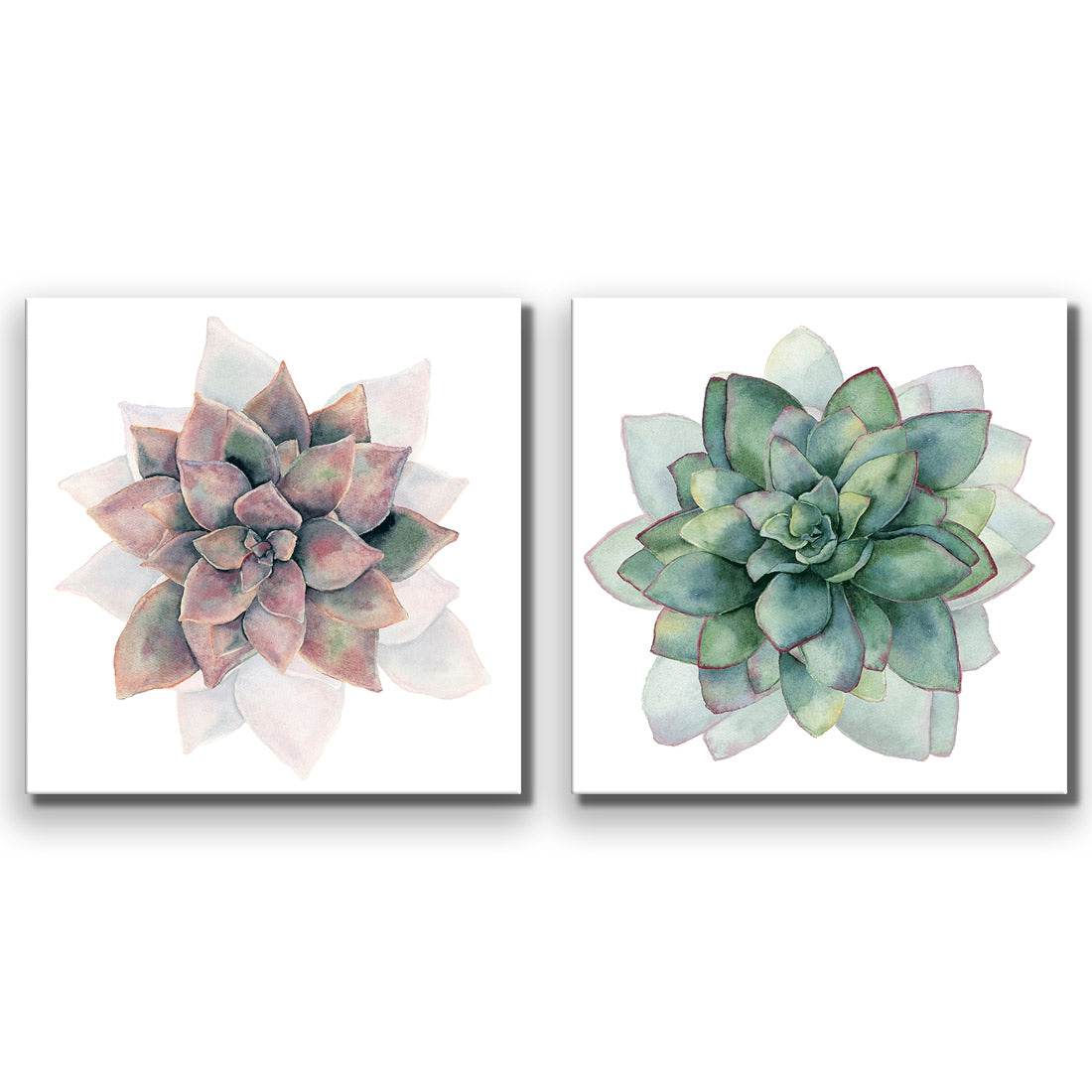 Succulent Rosette Perfect Pair