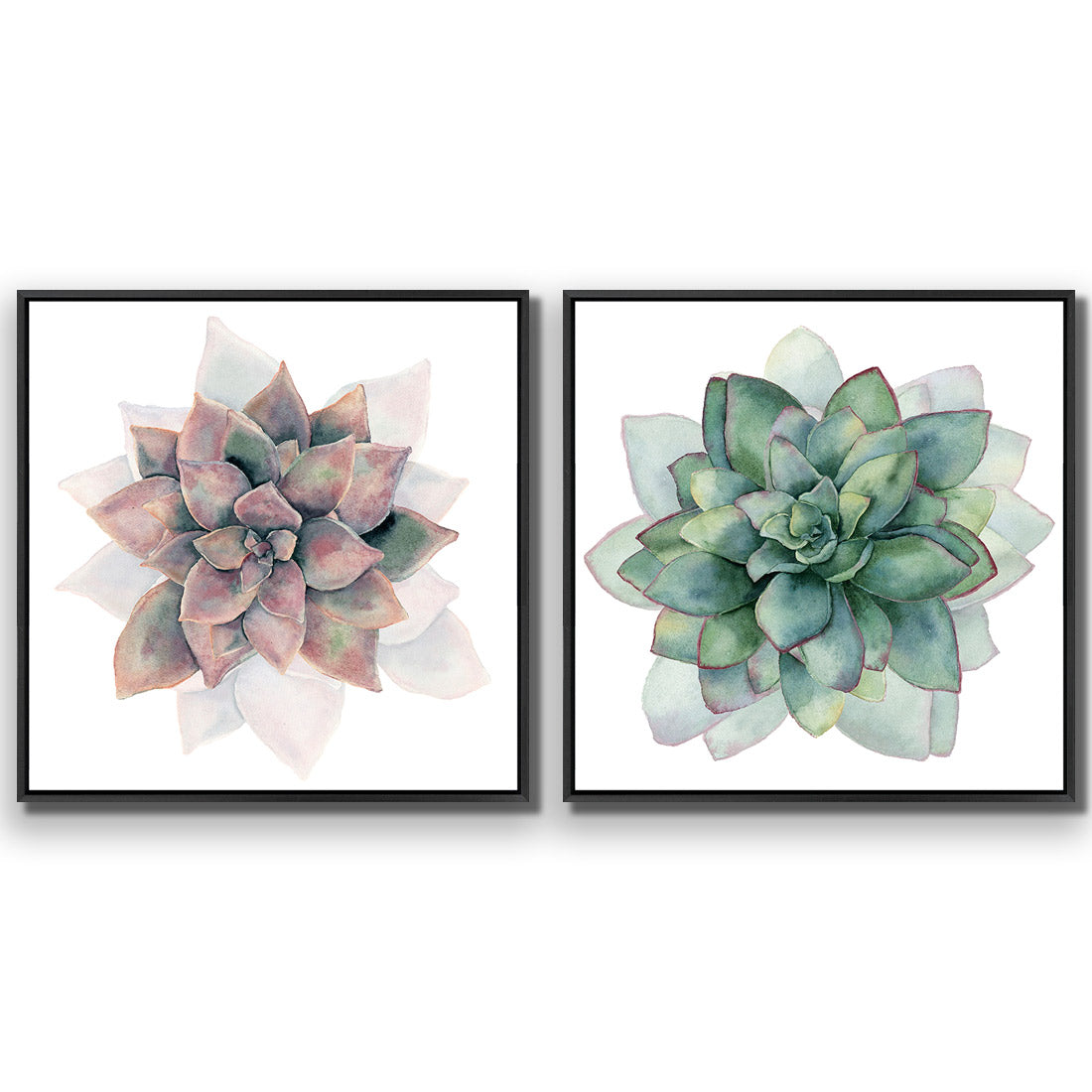 Succulent Rosette Perfect Pair