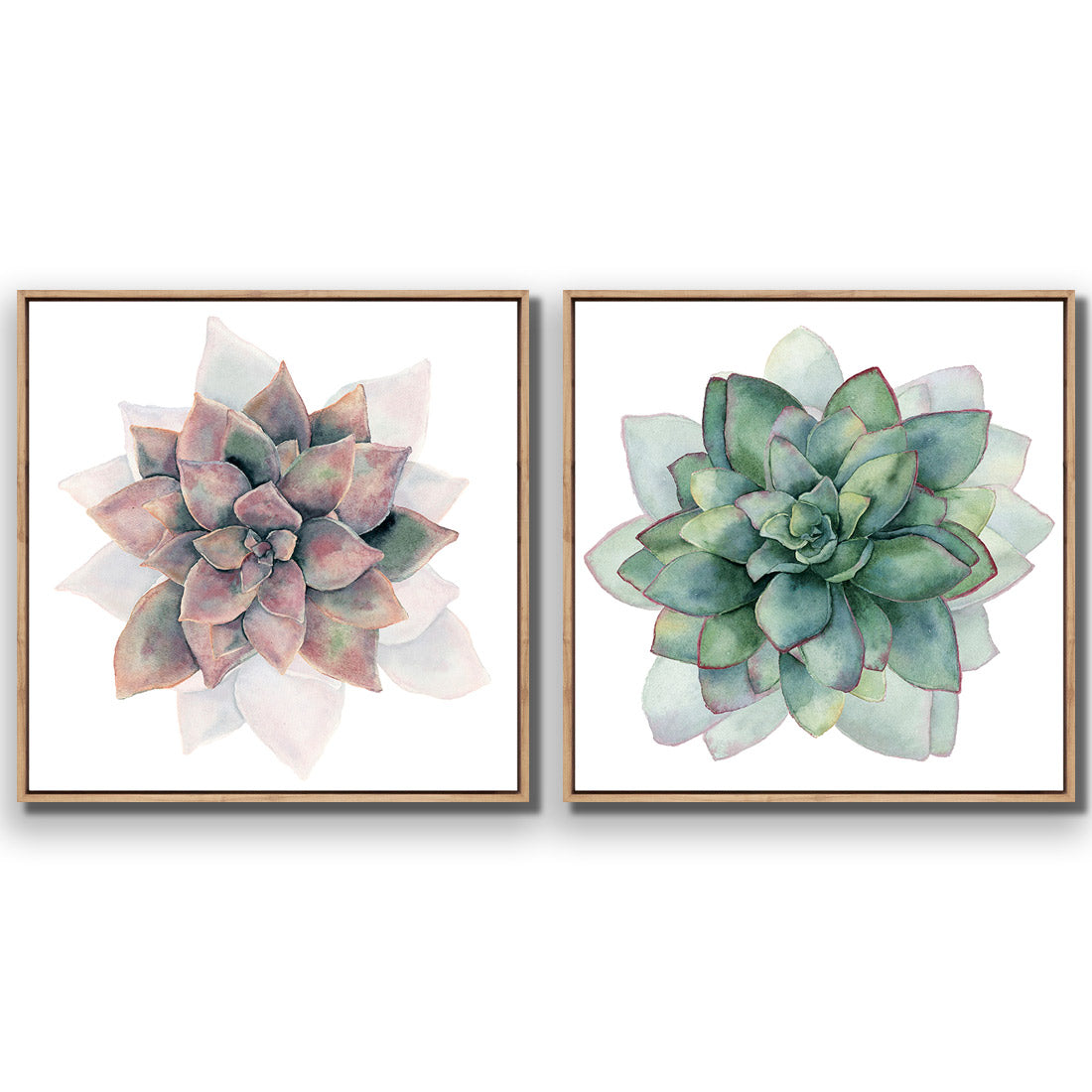 Succulent Rosette Perfect Pair