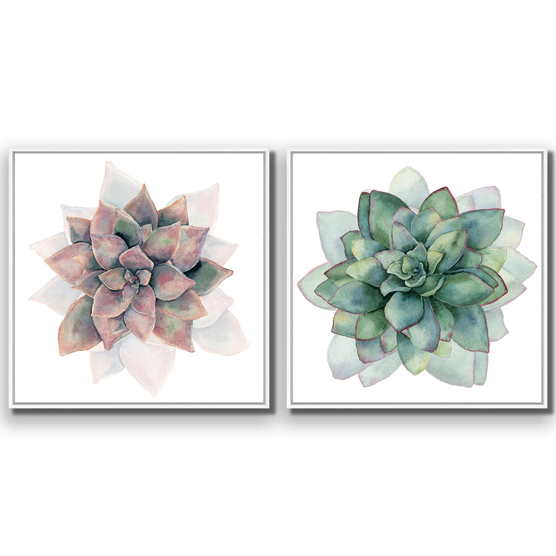 Succulent Rosette Perfect Pair